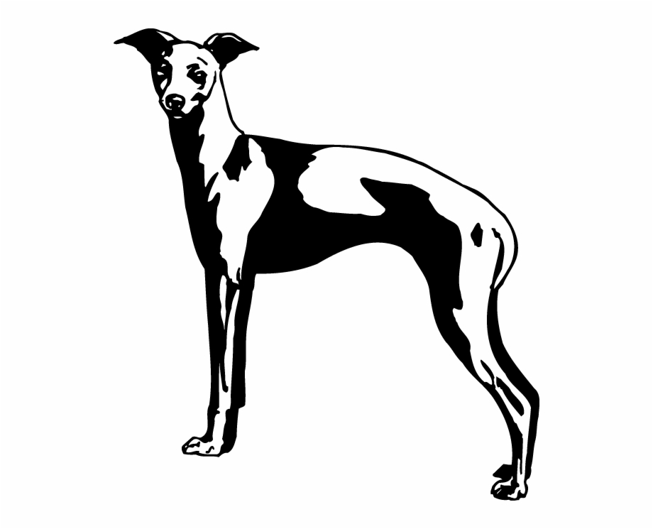 Dc00377 Rampur Greyhound