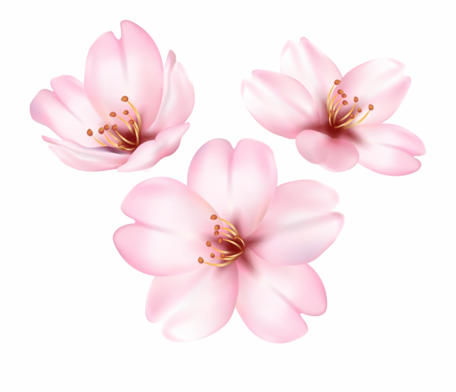 Spring Blooming Tree Flower Png Clip Art Image