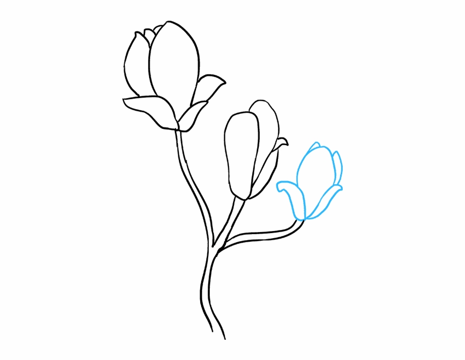 How To Draw Magnolia Flower Easy Magnolia Flower