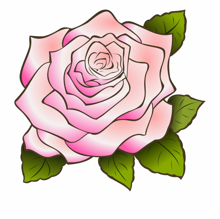 Rose Drawing Vintage Pink Png Image Pink Rose - Clip Art Library