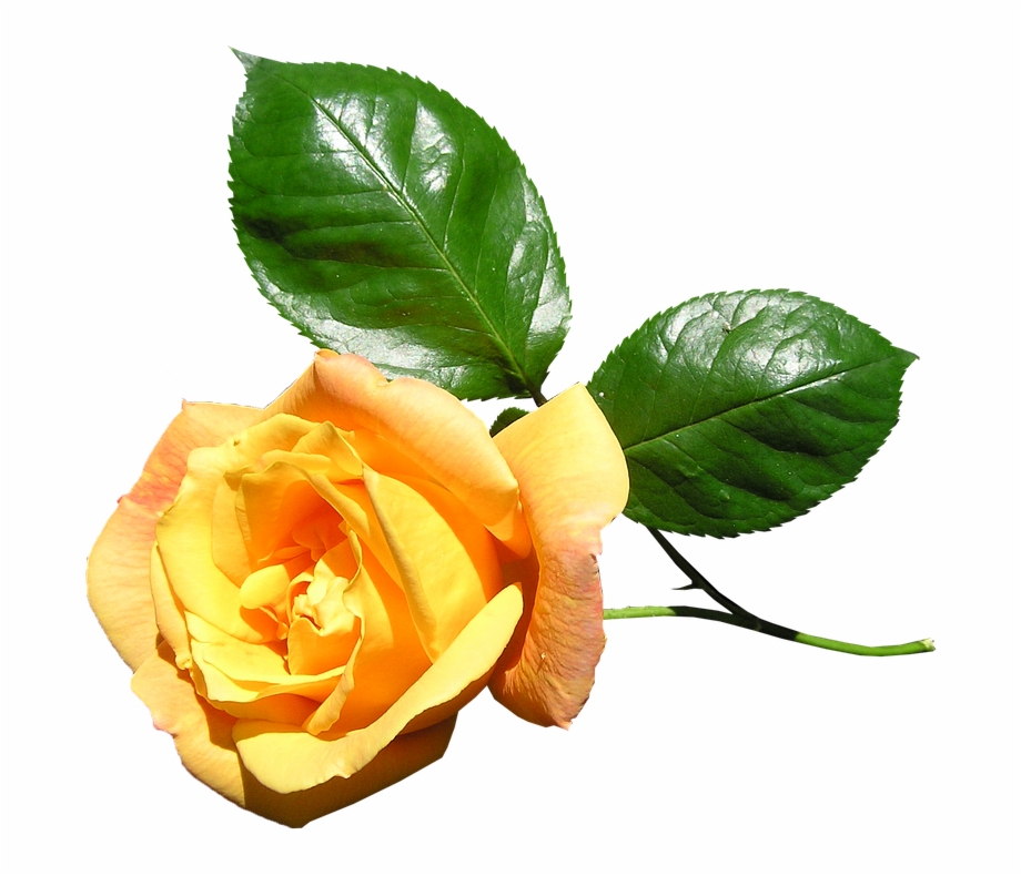 Yellow Rose Stem Flower Yellow Rose With Stem
