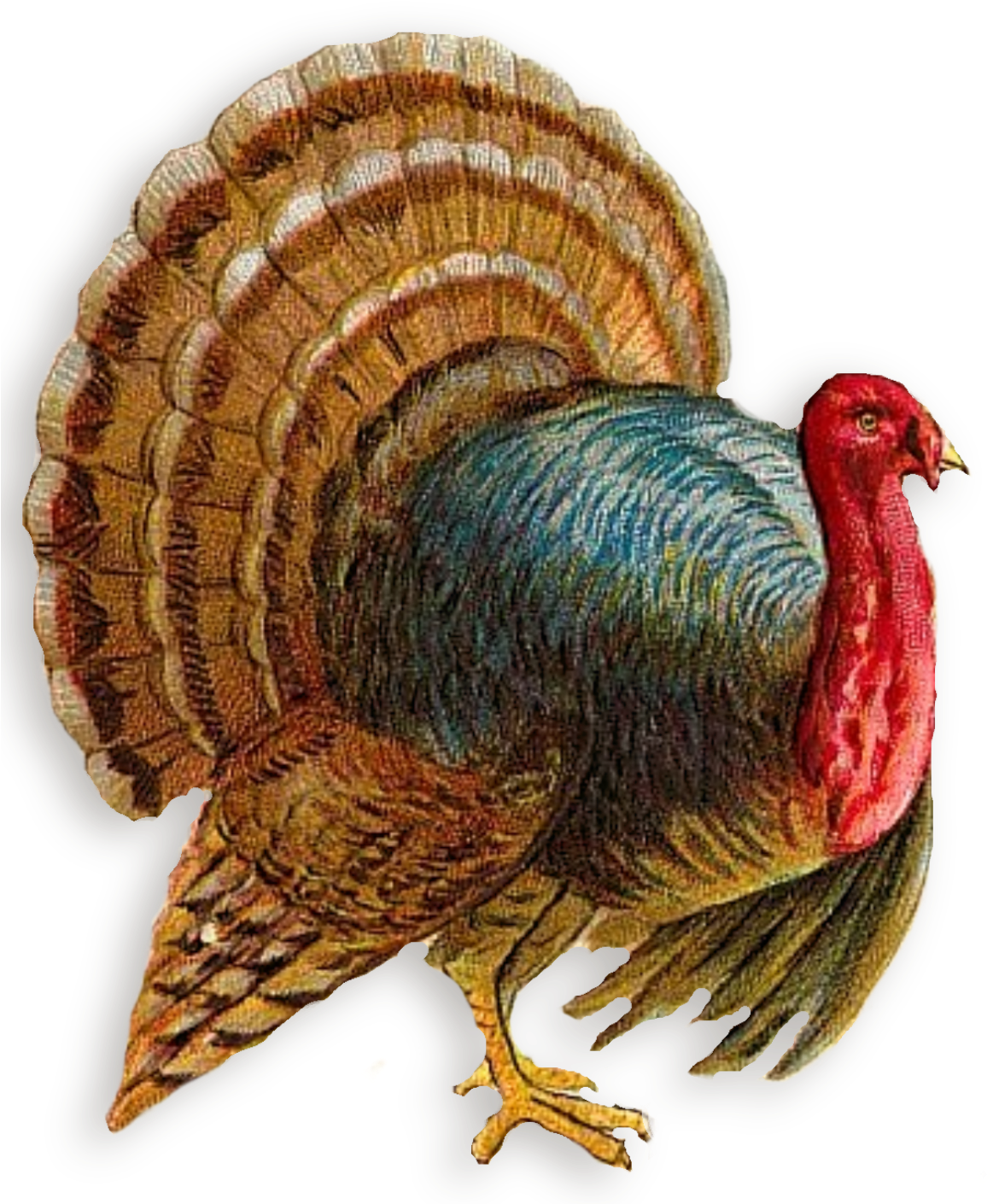 Turkey Png Clipart Clipart 