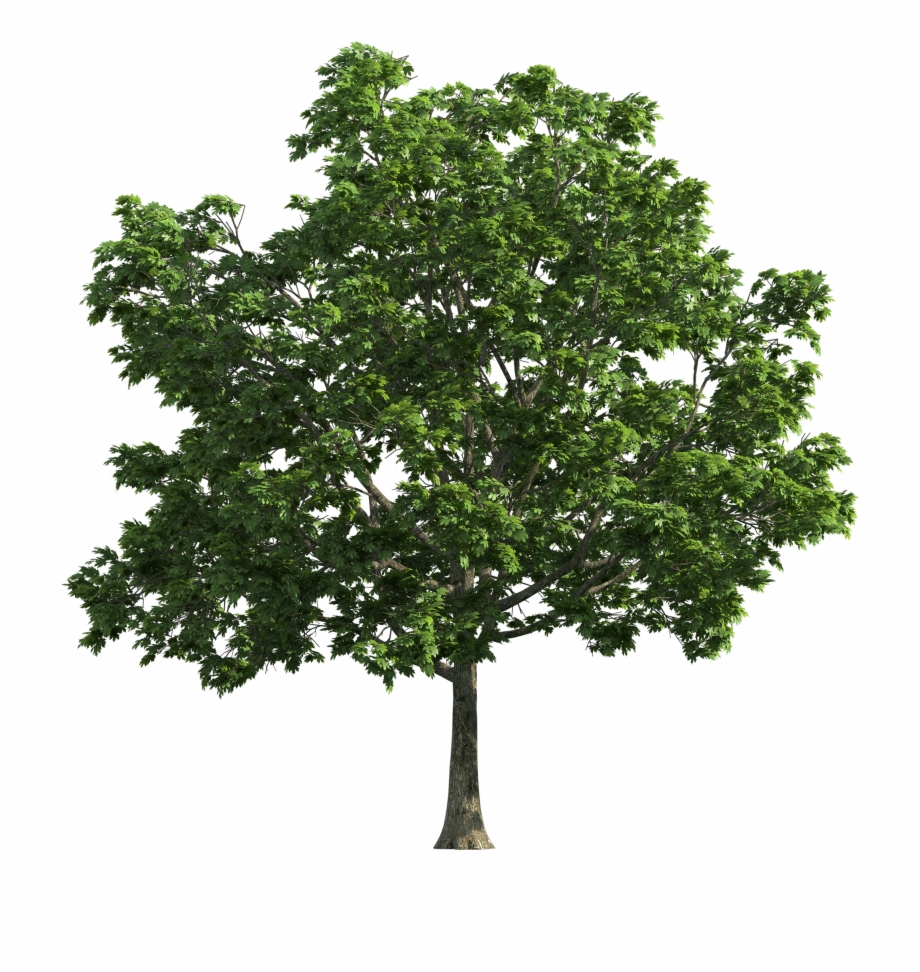 Tree Transparent Png Tree Vector