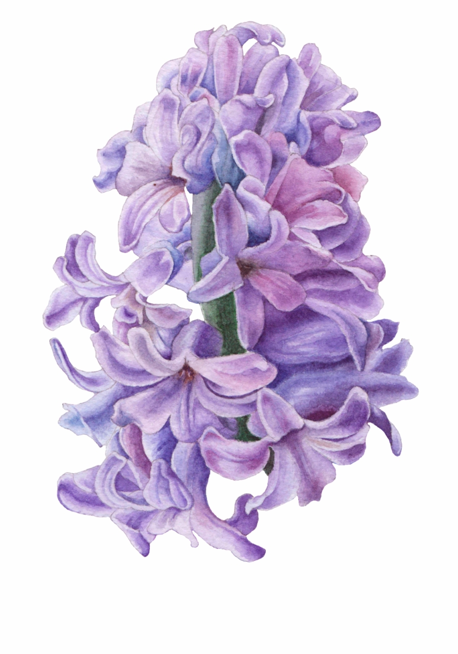 Hand Drawn Hyacinth Flower Png Transparent Purple Hyacinth