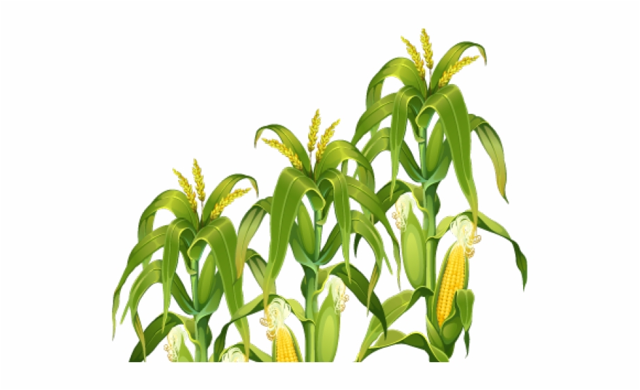 Corn Stalk Png