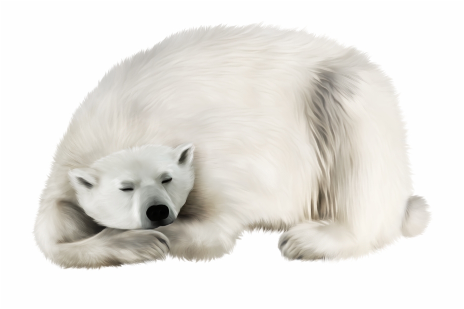 Polar White Bear Png Polar Bear