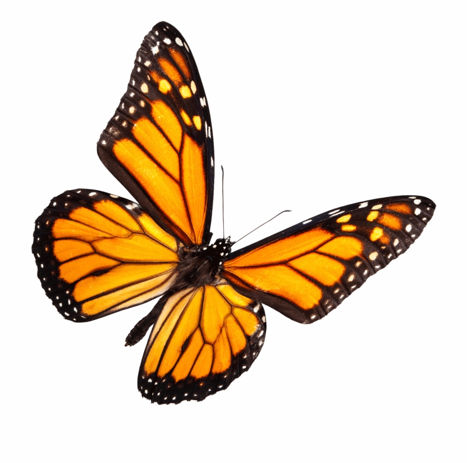 Monarch Butterfly - Clip Art Library