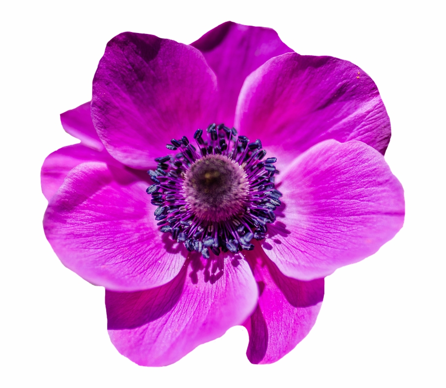 Purple Poppy Png - Clip Art Library