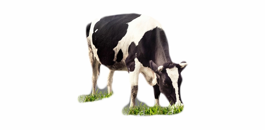Cow Dairy Cow Cow Png