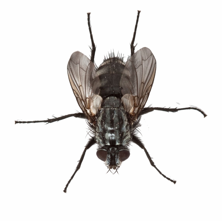 Fly Png Transparent Image Housefly