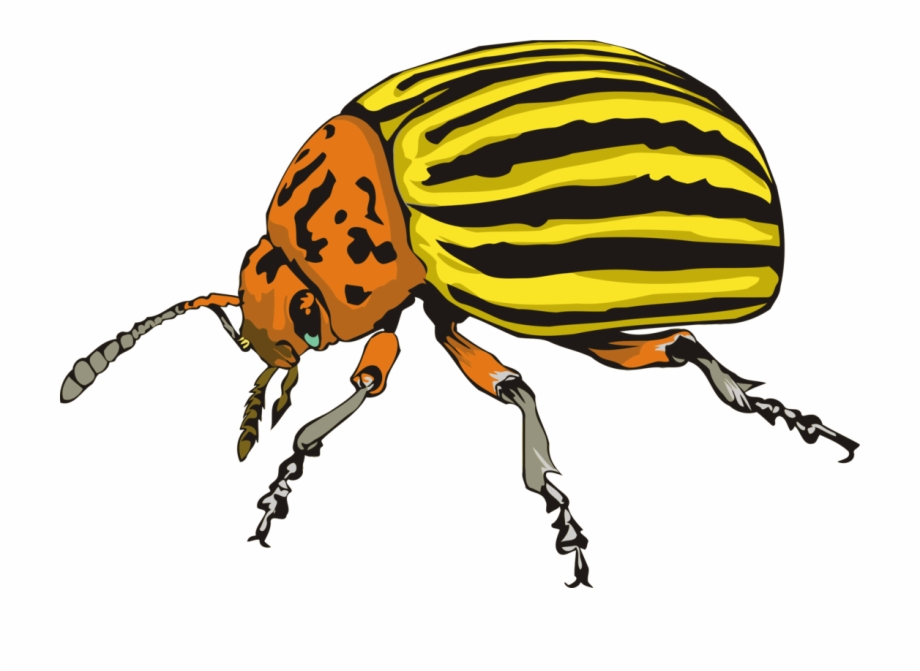 Ladybird Beetle Weevil Scarabs Colorado Potato Beetle Colorado