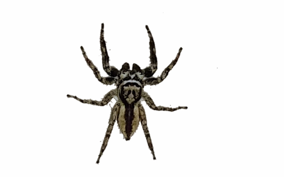 Spider Spiders Araa Araas Araneus Cavaticus