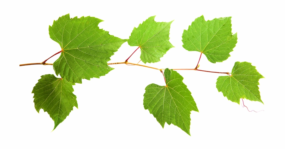 Grape Leaf Extract Vitis
