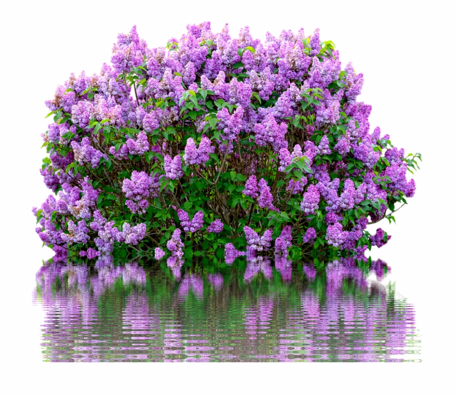 Lilac Spring Purple Nature Lilac Flower Garden Lilac