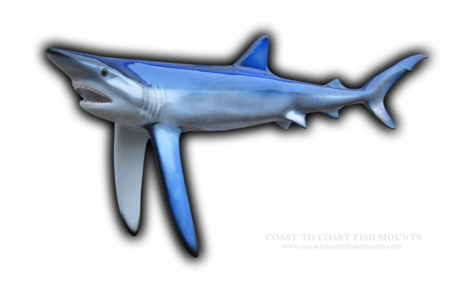 Blue Shark Fish Mount Cretoxyrhina