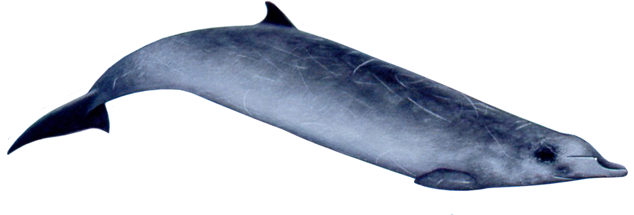 Beaked Whale Png