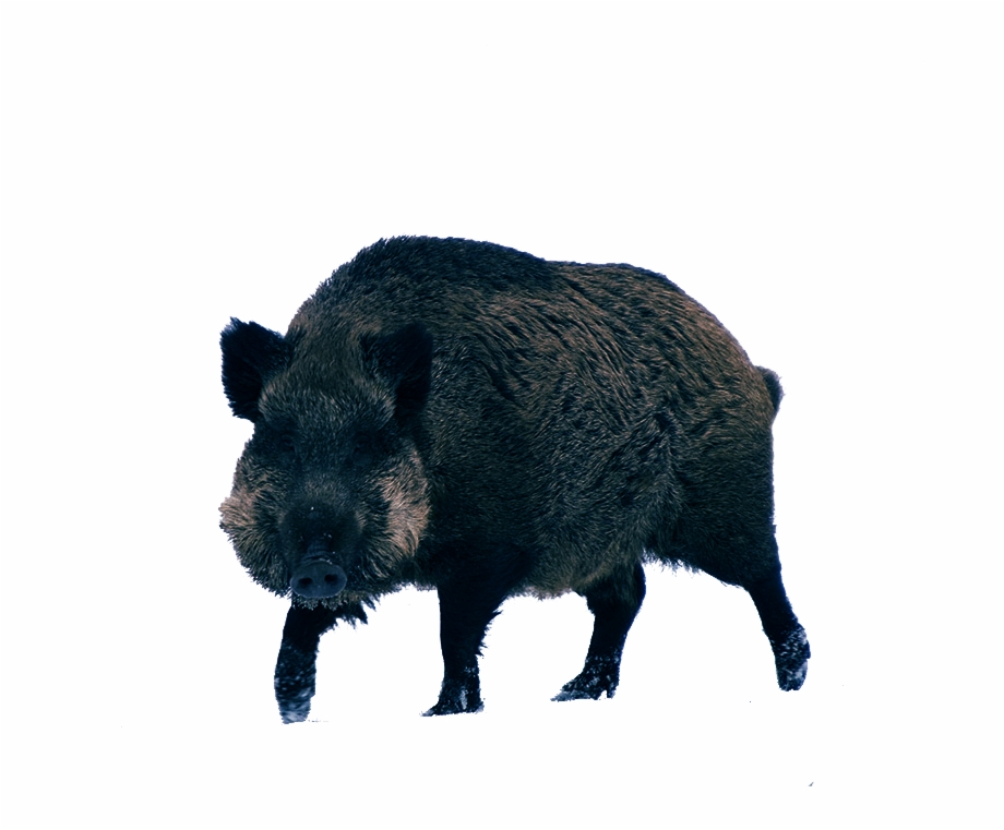 Boar Png Image Transparent Background Wild Boar