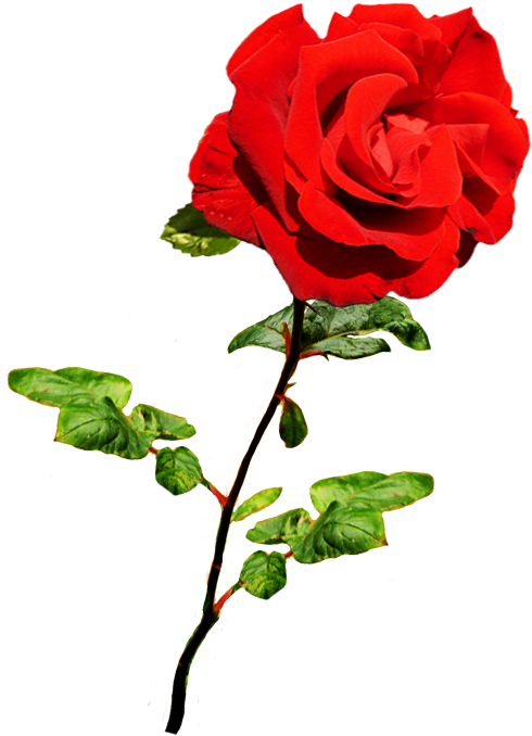 Beautiful Valentine Rose Valentine Images Red Rose