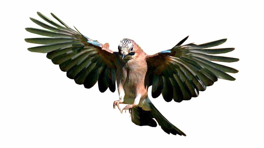 Jay Bird Flying Flying Bird Transparent Background