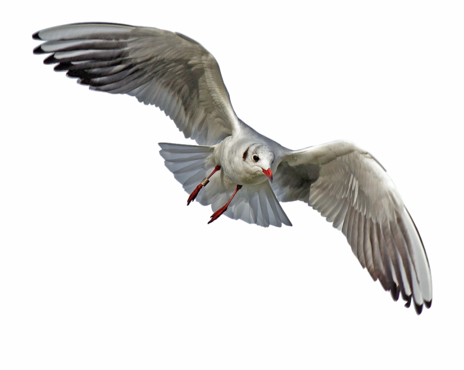 Download Gull Bird Png Transparent Images Transparent Sea