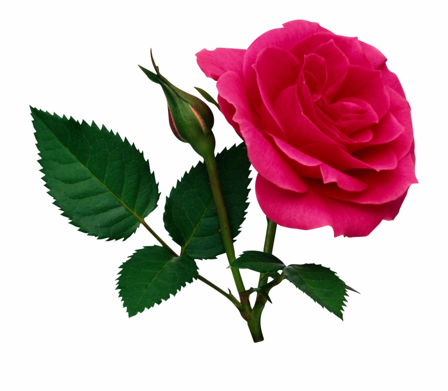 Pink Large Rose And Rose Bud Png Clipart