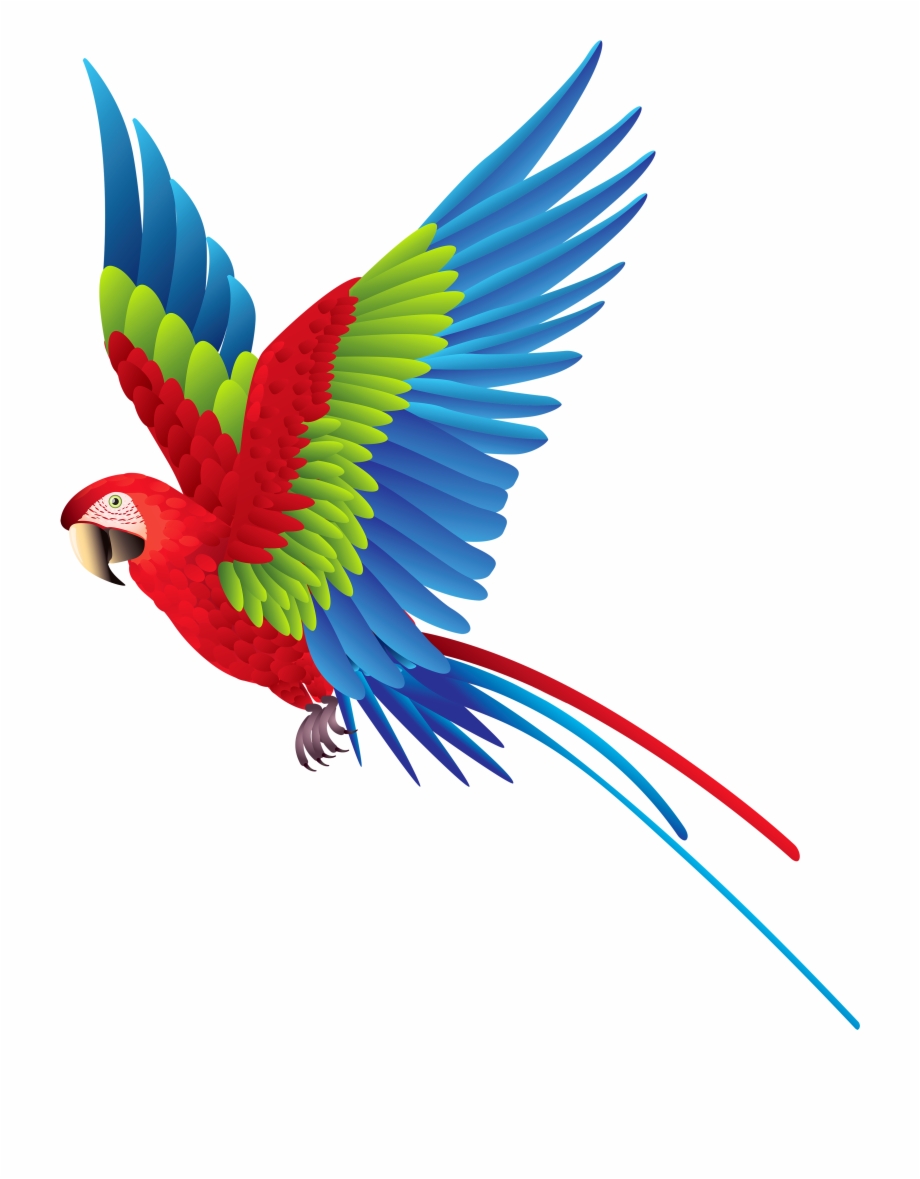 Colourful Parrot Png Clipart Colorful Fly Bird Png