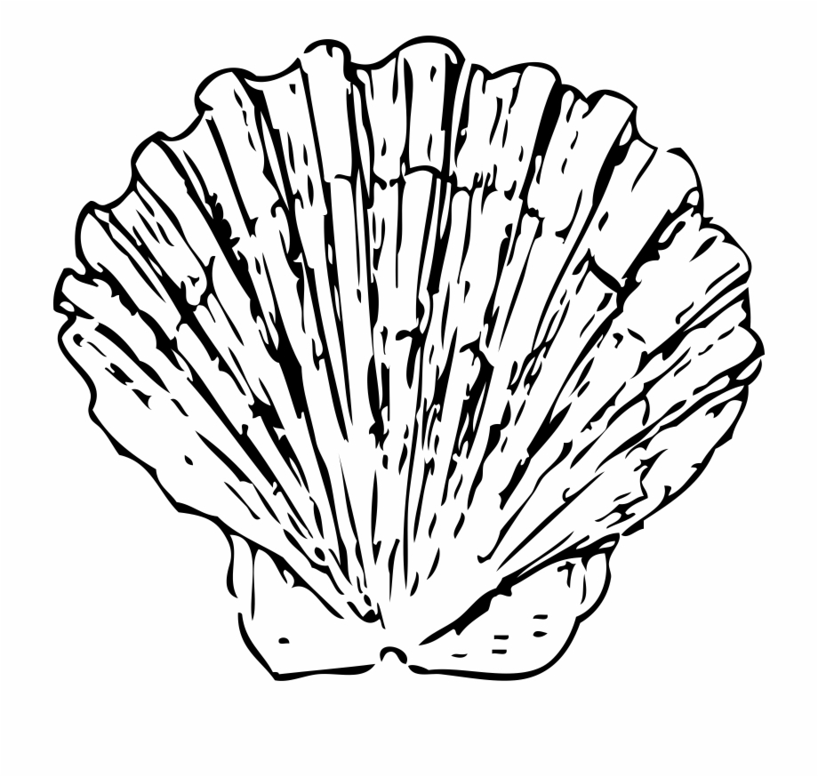 This Free Icons Png Design Of Scallop Shell