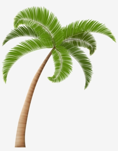 transparent background palm tree png
