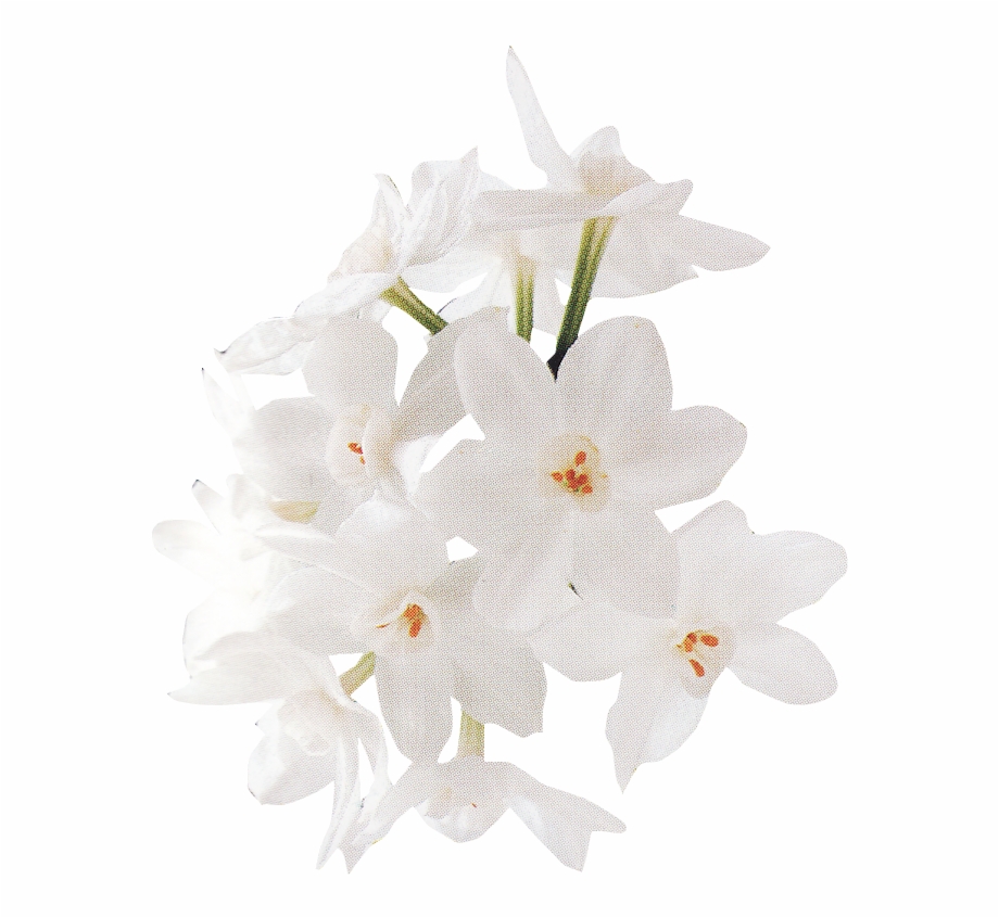 White Rose Png Artificial Flower