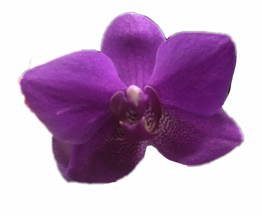 Orchid Flower Purple Ftestickers Spring April Moth Orchid