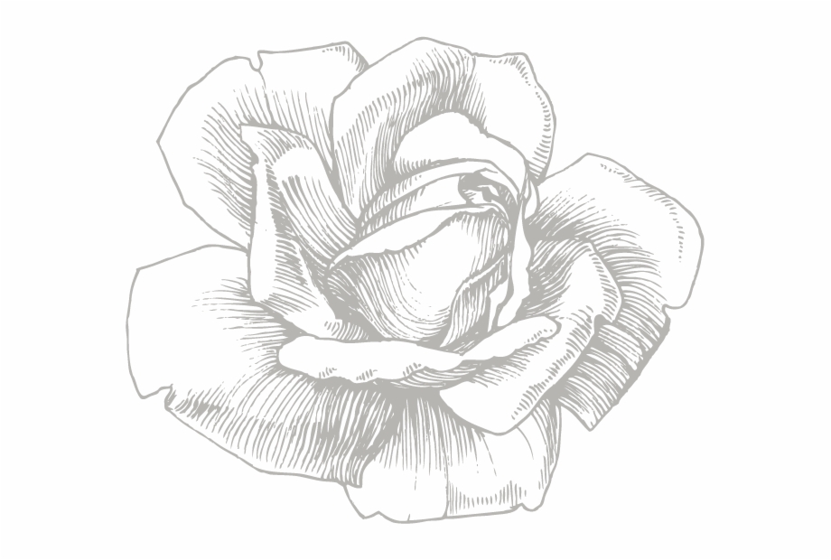 Eufloria Flowers View White Sketch Flower Png