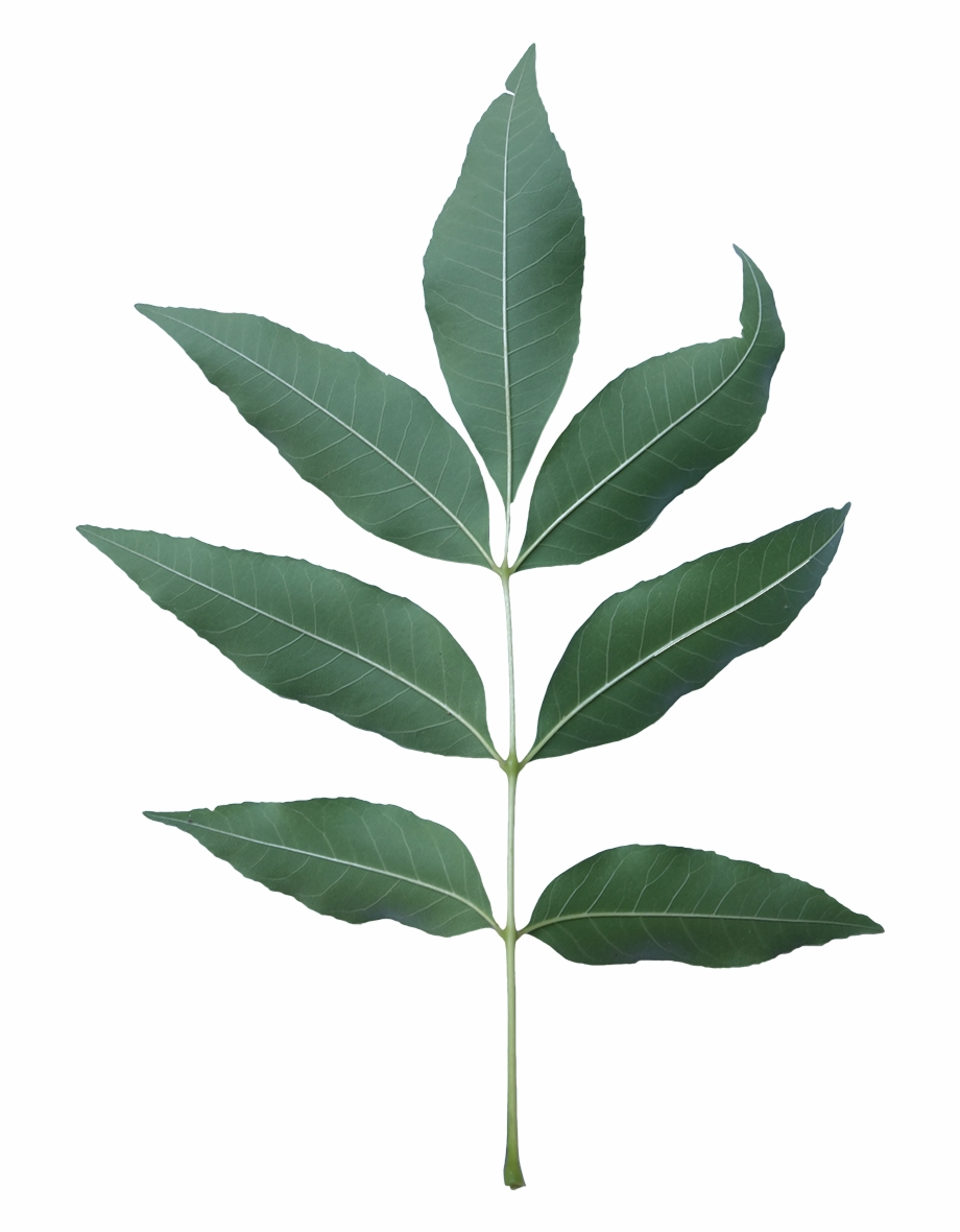 Ash Tree Leaf Png