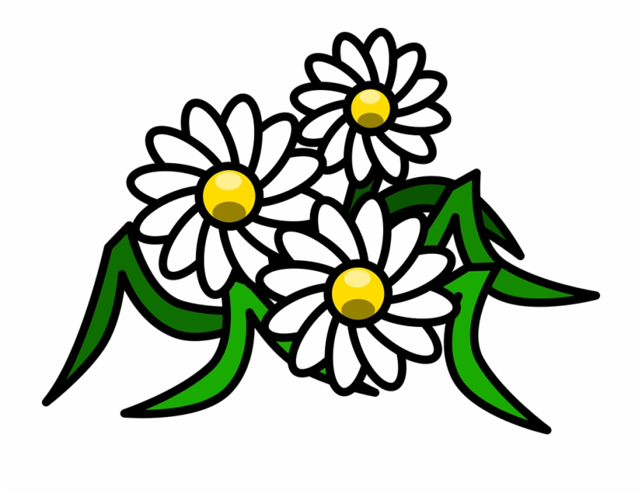 Flowers Daisy White Floral Blossom Bloom Beauty Daisy