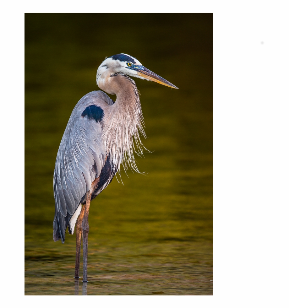 Great Blue Heron - Clip Art Library