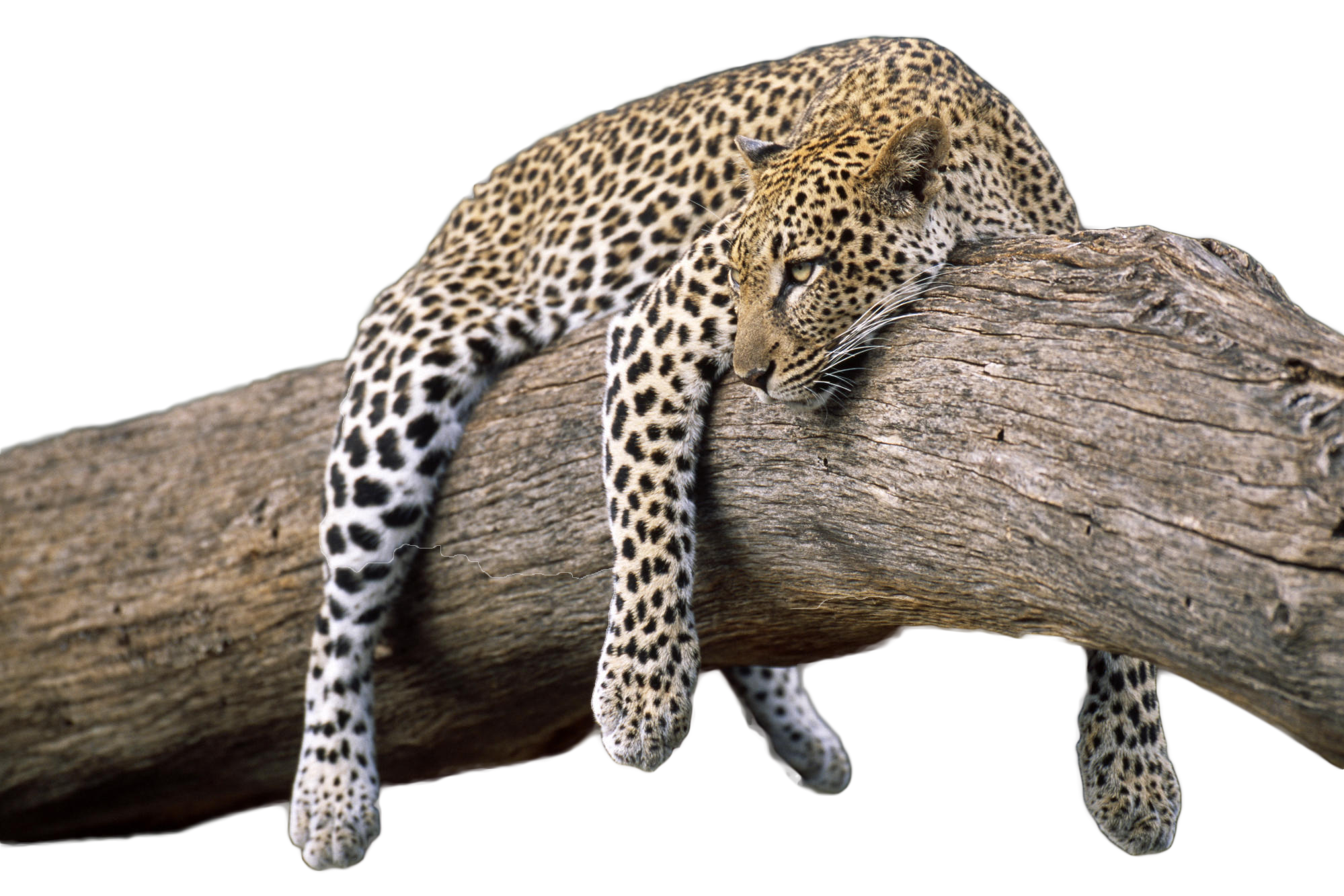 Leopard Png