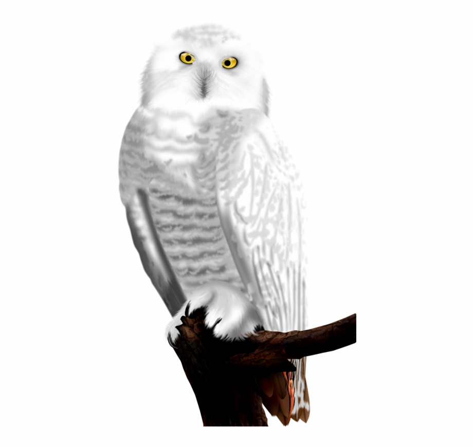 White Owls Snowy Owl