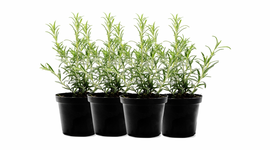 Pot Sizes And Herbs Png Flower In Pot