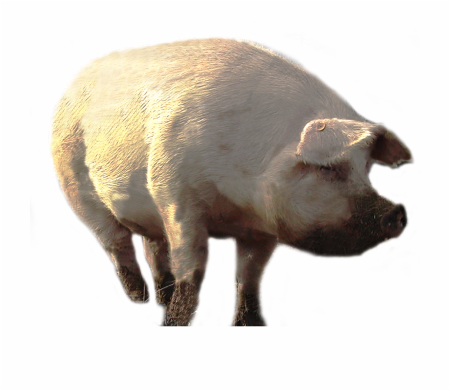 Pig Png Cochon Mange Humain