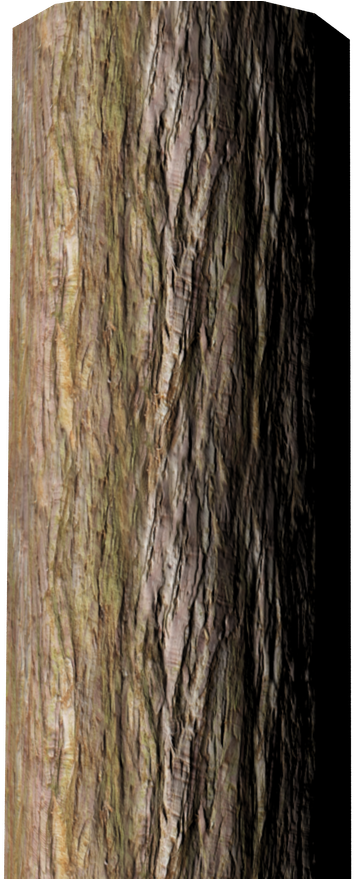Tree Trunk Png