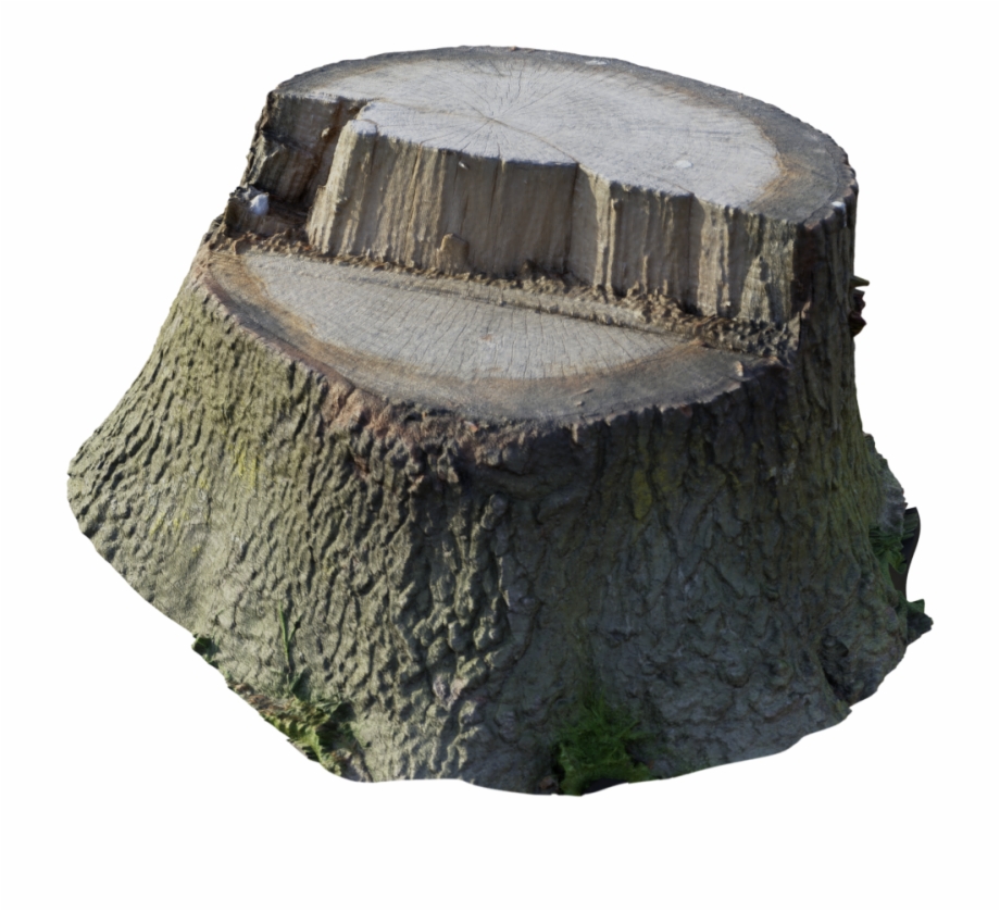Scanned Tree Stump Tree Stump