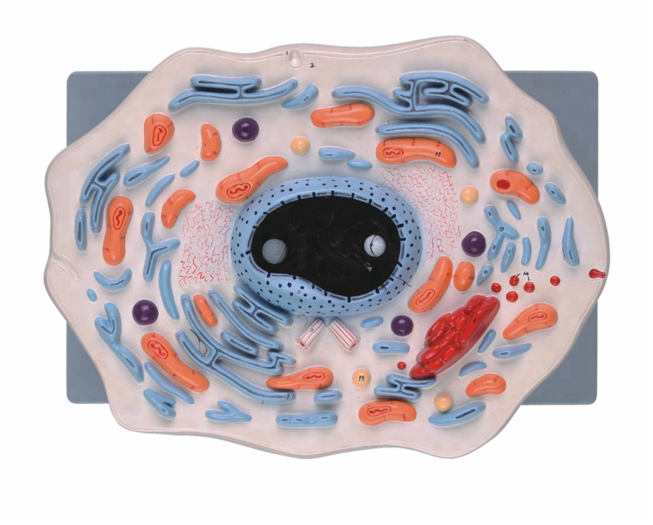 Animal Cell Model For School Teaching Inflatable
