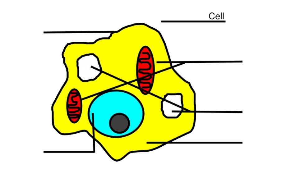 Animal Cell Easy