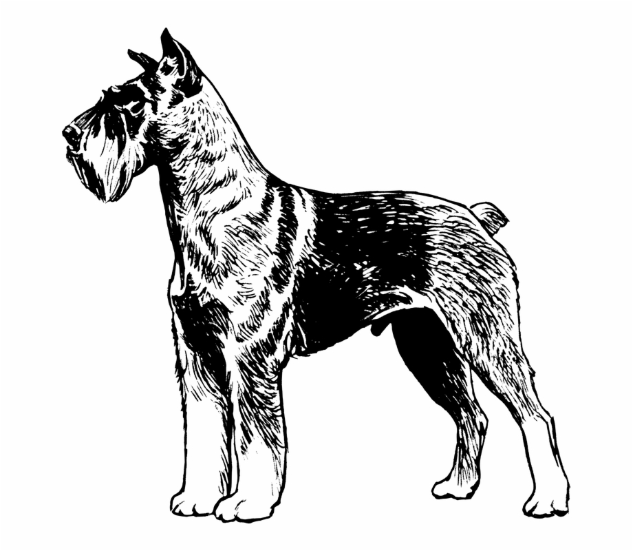 Terrier Dog Pet Animal Biology Mammal Zoology Great