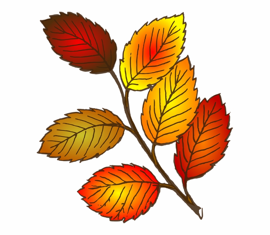 Autumn Fall Leaves Leaves Clipart Black And White