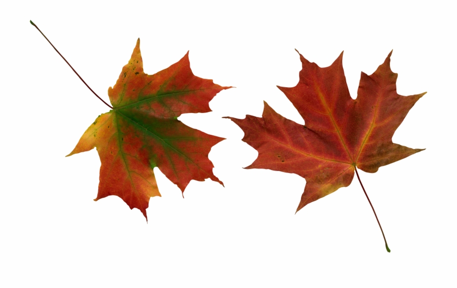 Leaves Vector Autumn Leaves Yellow Leaves Clip Art