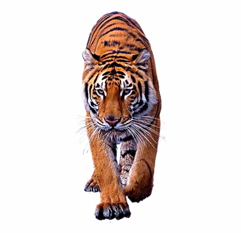 Tigres Sticker Bengal Tiger