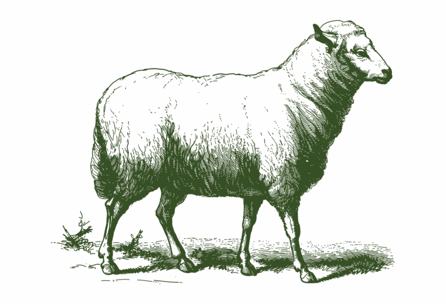Grass Fed Lamb Vintage Sheep Illustration