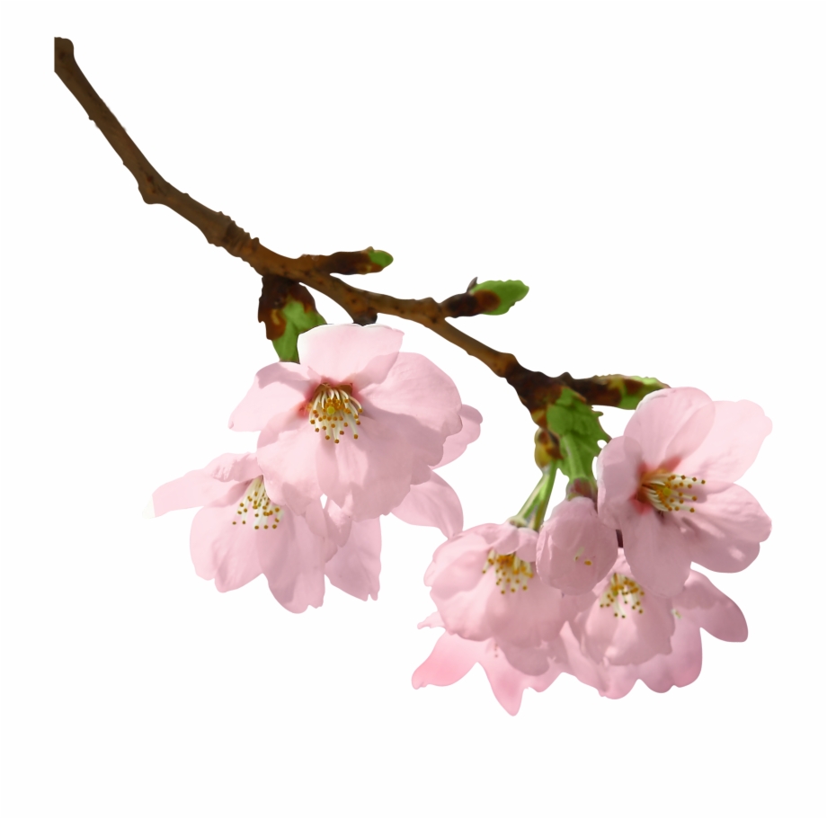 Flowers Branch Png Flower With Branches Transparent