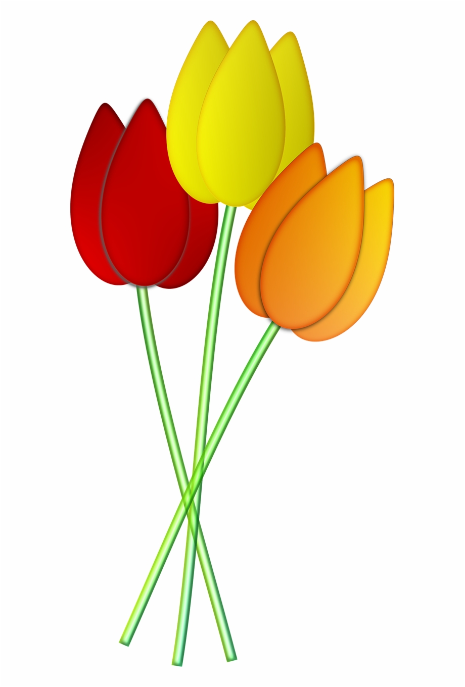 Tulips Flowers Spring Png Image Tulip