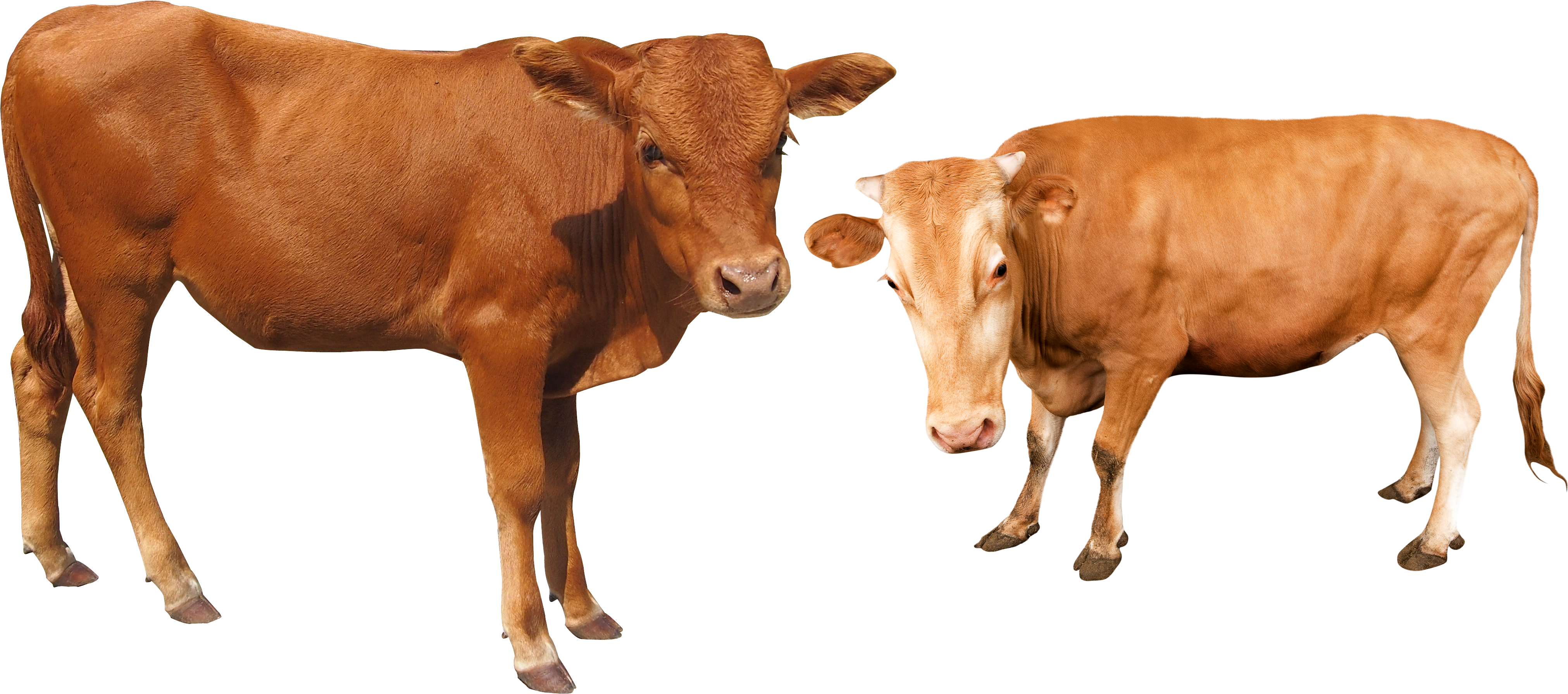 Free Cow Calf Silhouette Download Free Cow Calf Silho - vrogue.co